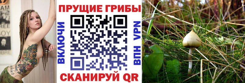 Псилоцибиновые грибы Psilocybine cubensis  Мегион 
